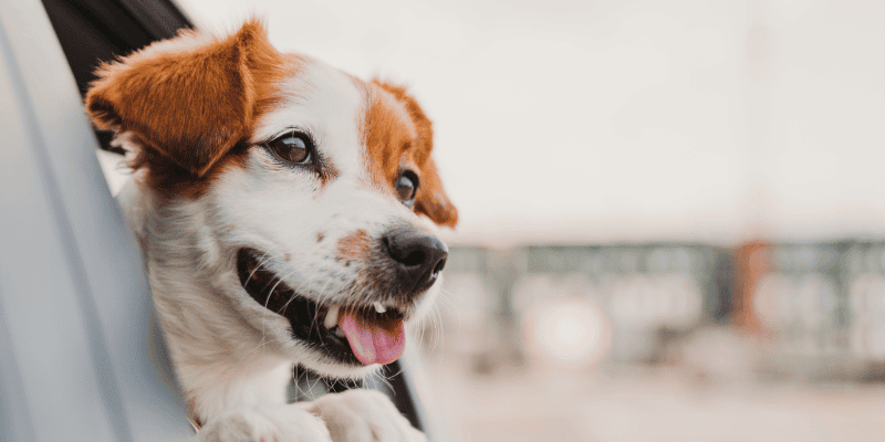 Taxi Barcelona mascotas - servicio especializado para viajar con animales de compañía